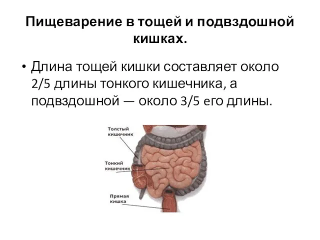 Пищеварение в тощей и подвздошной кишках. Длина тощей кишки составляет