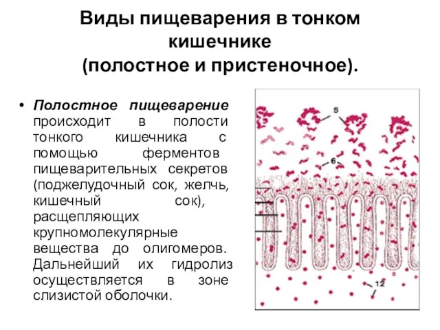 Виды пищеварения в тонком кишечнике (полостное и пристеночное). Полостное пищеварение