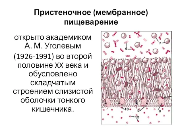 Пристеночное (мембранное) пищеварение открыто академиком А. М. Уголевым (1926-1991) во