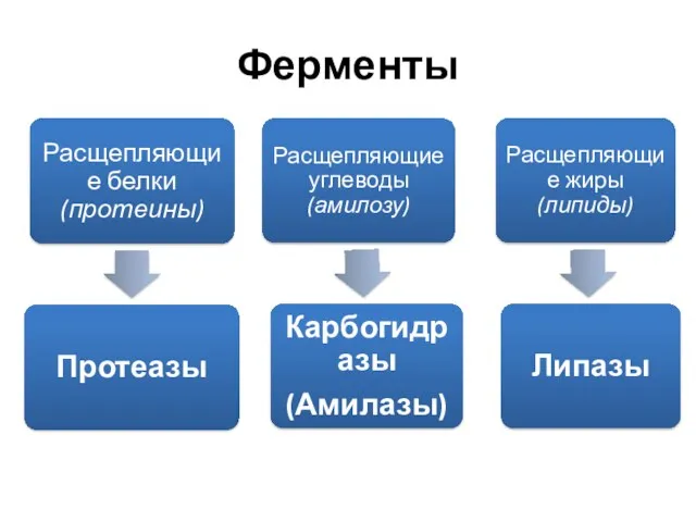 Ферменты