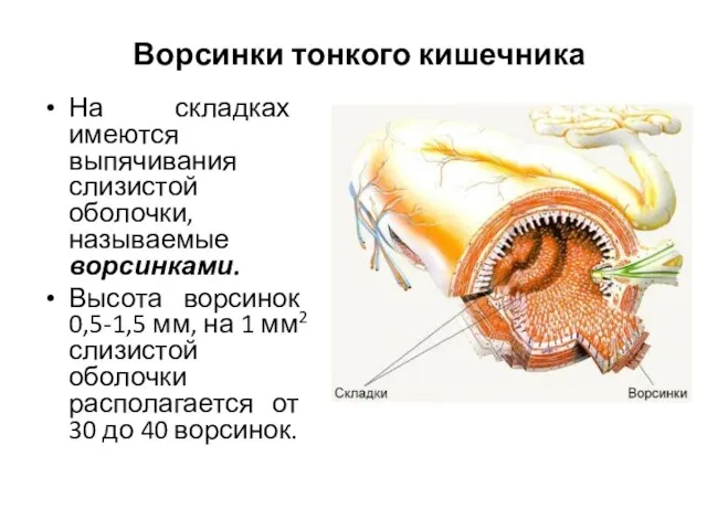 Ворсинки тонкого кишечника На складках имеются выпячивания слизистой оболочки, называемые