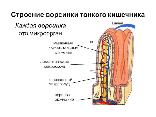 Строение ворсинки тонкого кишечника Каждая ворсинка это микроорган мышечные сократительные