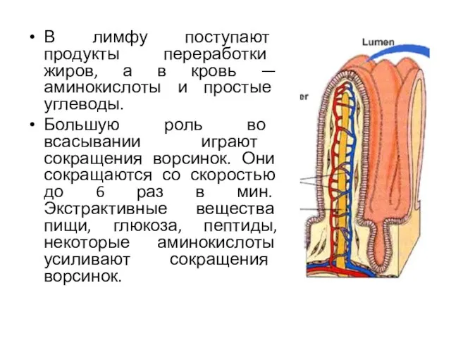 В лимфу поступают продукты переработки жиров, а в кровь —