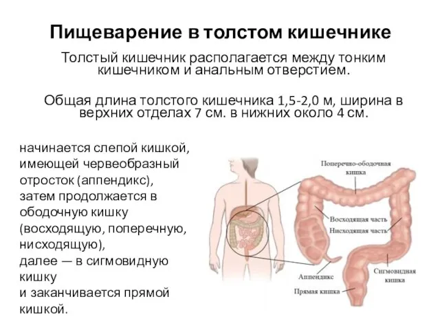 Пищеварение в толстом кишечнике Толстый кишечник располагается между тонким кишечником