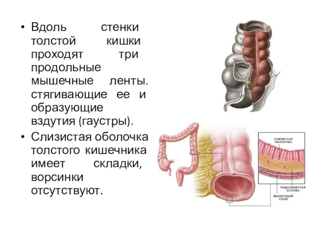 Вдоль стенки толстой кишки проходят три продольные мышечные ленты. стягивающие