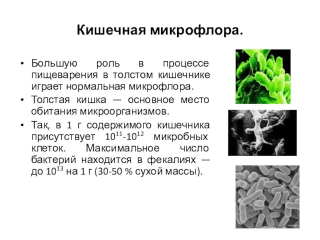 Кишечная микрофлора. Большую роль в процессе пищеварения в толстом кишечнике