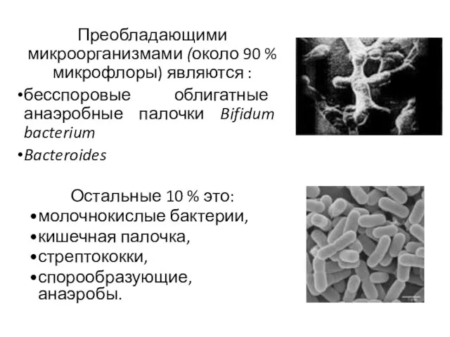 Преобладающими микроорганизмами (около 90 % микрофлоры) являются : бесспоровые облигатные