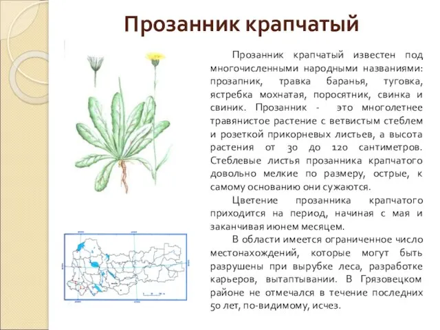 Прозанник крапчатый Прозанник крапчатый известен под многочисленными народными названиями: прозапник,