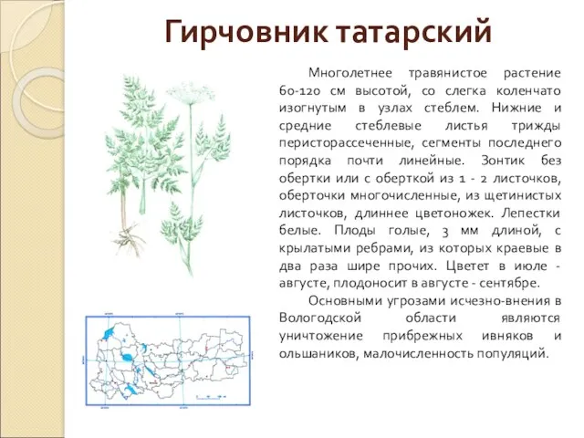 Гирчовник татарский Многолетнее травянистое растение 60-120 см высотой, со слегка