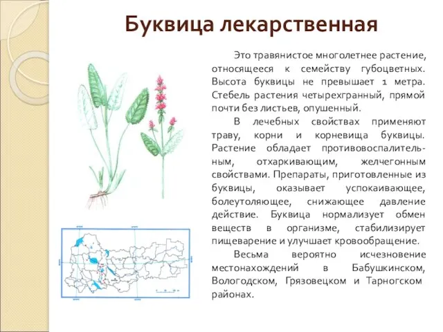 Буквица лекарственная Это травянистое многолетнее растение, относящееся к семейству губоцветных.