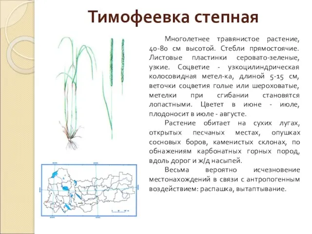 Тимофеевка степная Многолетнее травянистое растение, 40-80 см высотой. Стебли прямостоячие.