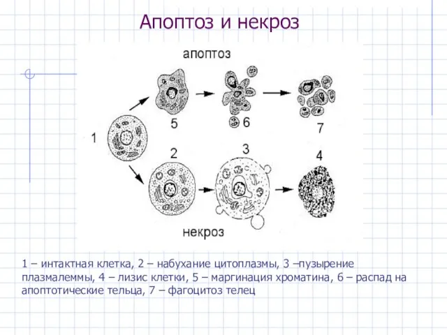 Апоптоз и некроз 1 – интактная клетка, 2 – набухание