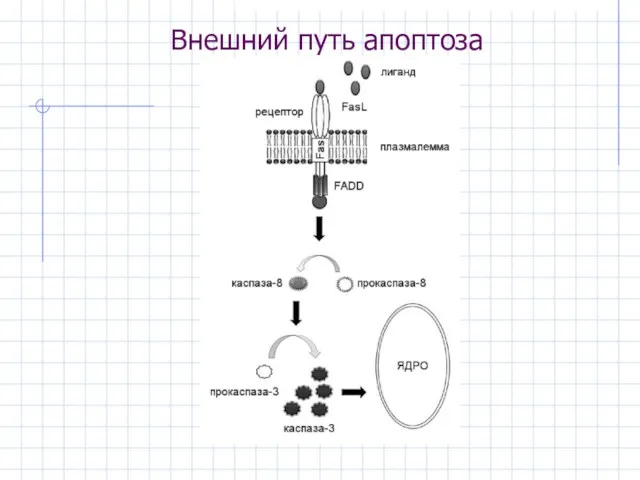 Внешний путь апоптоза