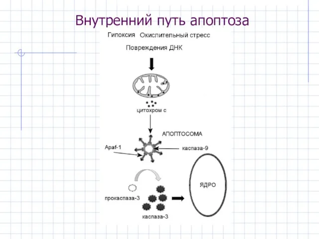 Внутренний путь апоптоза