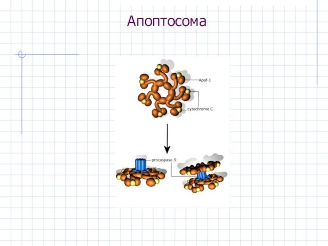 Апоптосома