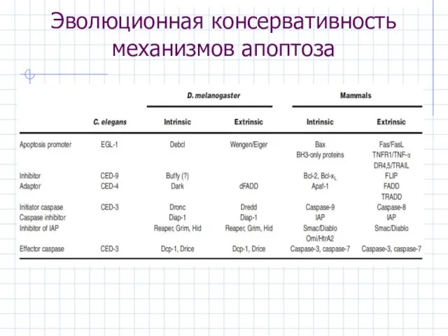 Эволюционная консервативность механизмов апоптоза