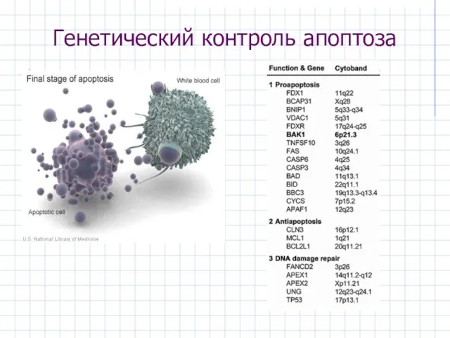 Генетический контроль апоптоза