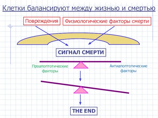 Клетки балансируют между жизнью и смертью Повреждения Физиологические факторы смерти