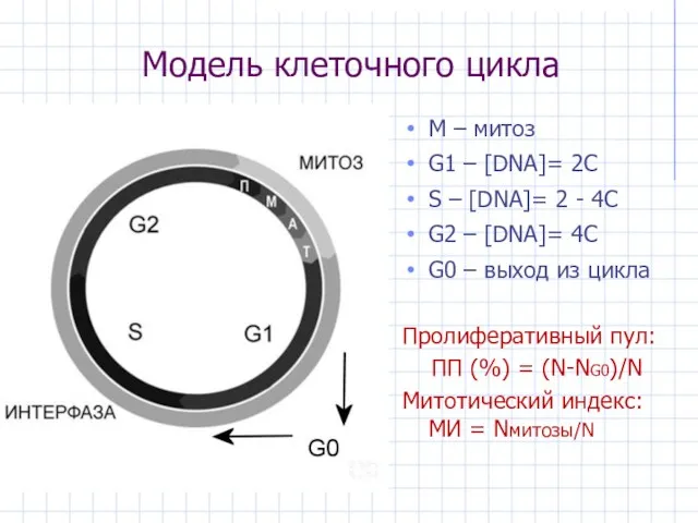 Модель клеточного цикла М – митоз G1 – [DNA]= 2C