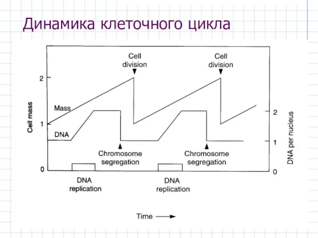 Динамика клеточного цикла