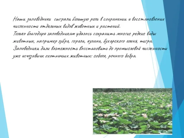 Наши заповедники сыграли большую роль в сохранении и восстановлении численности