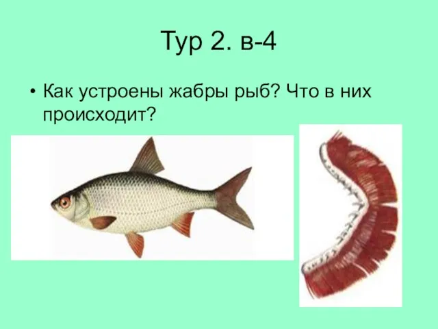 Тур 2. в-4 Как устроены жабры рыб? Что в них происходит?