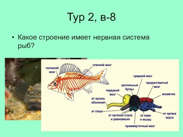 Тур 2, в-8 Какое строение имеет нервная система рыб?