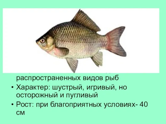 Тур 3, в-4 О какой рыбе идет речь? Национальность: семейство