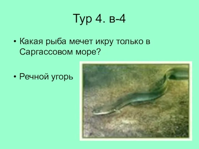 Тур 4. в-4 Какая рыба мечет икру только в Саргассовом море? Речной угорь