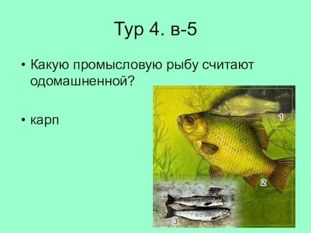 Тур 4. в-5 Какую промысловую рыбу считают одомашненной? карп