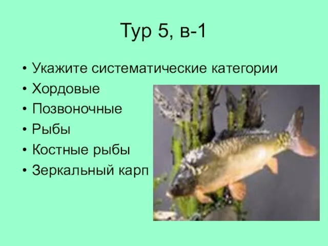 Тур 5, в-1 Укажите систематические категории Хордовые Позвоночные Рыбы Костные рыбы Зеркальный карп