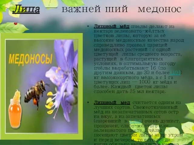 Липа — важнейший медонос Липовый мёд пчелы делают из нектара зеленовато-жёлтых цветков липы,