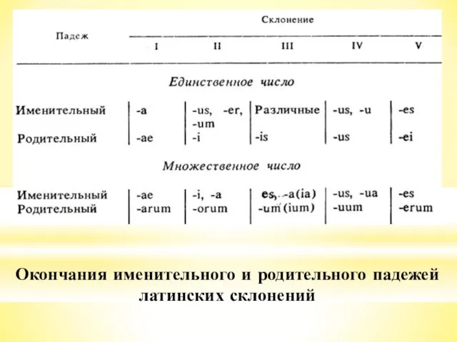 Окончания именительного и родительного падежей латинских склонений