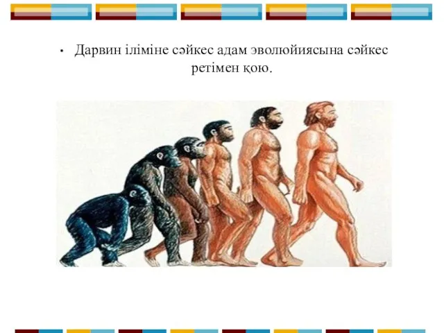 Дарвин іліміне сәйкес адам эволюйиясына сәйкес ретімен қою.