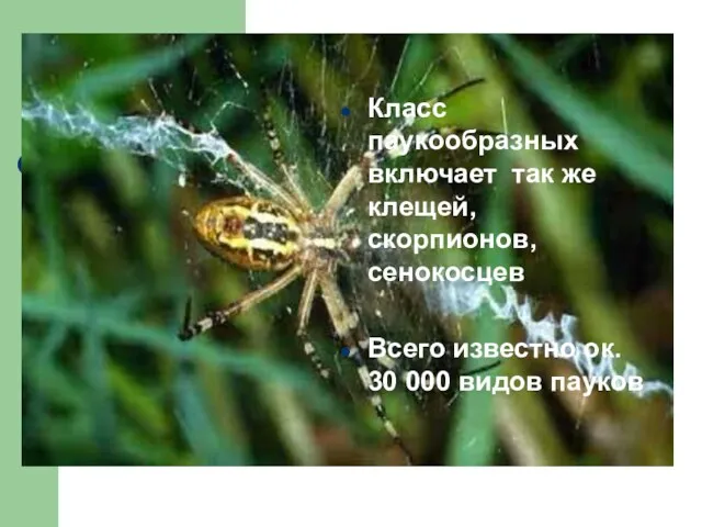 сс скорпионов, сенокосцев Класс паукообразных включает так же клещей, скорпионов,