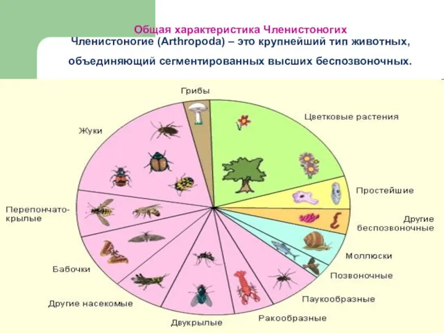 Общая характеристика Членистоногих Членистоногие (Arthropoda) – это крупнейший тип животных, объединяющий сегментированных высших беспозвоночных.