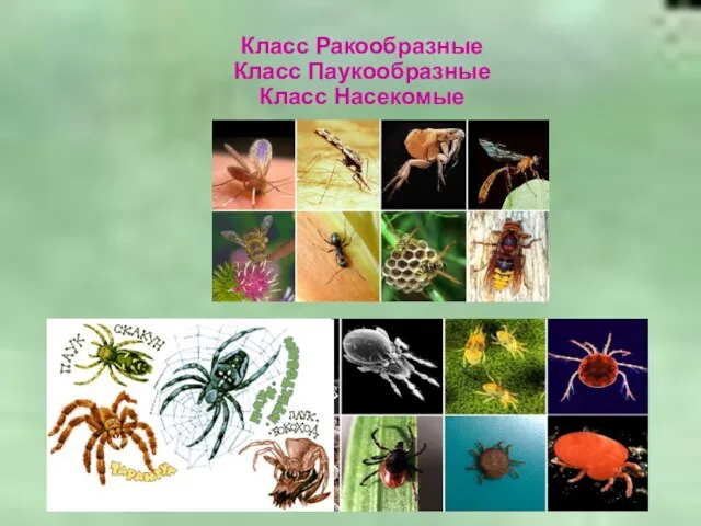 Класс Ракообразные Класс Паукообразные Класс Насекомые