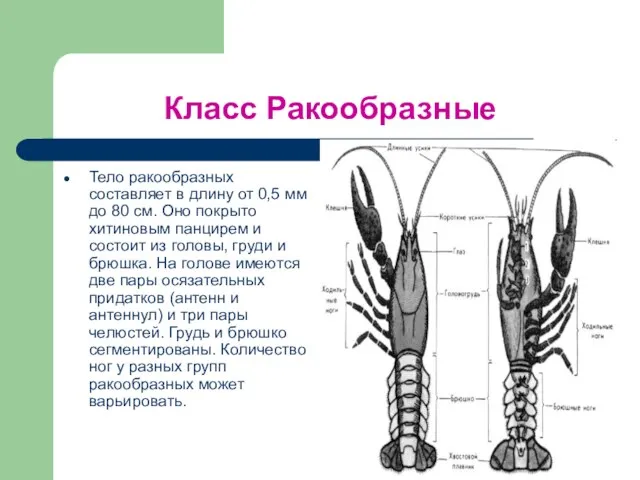 Класс Ракообразные Тело ракообразных составляет в длину от 0,5 мм