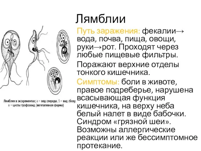 Лямблии Путь заражения: фекалии→ вода, почва, пища, овощи, руки→рот. Проходят