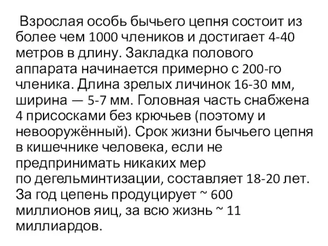 Взрослая особь бычьего цепня состоит из более чем 1000 члеников