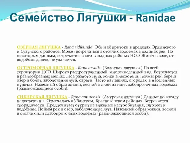 Семейство Лягушки - Ranidae ОЗЁРНАЯ ЛЯГУШКА - Rana ridibunda. Обь