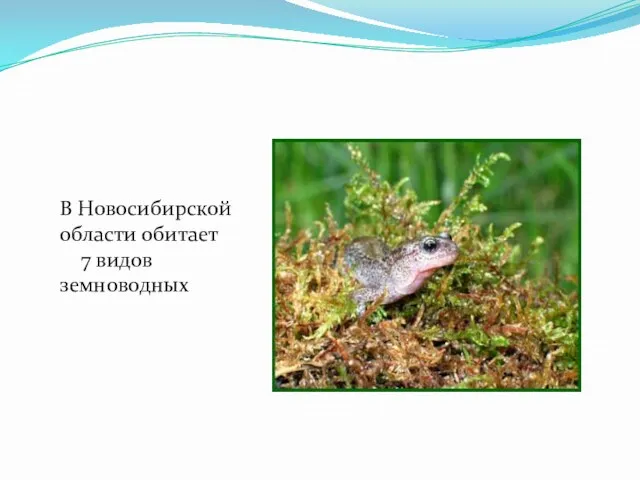 В Новосибирской области обитает 7 видов земноводных