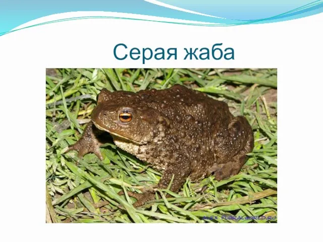 Серая жаба