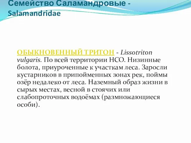 Семейство Саламандровые - Salamandridae ОБЫКНОВЕННЫЙ ТРИТОН - Lissotriton vulgaris. По