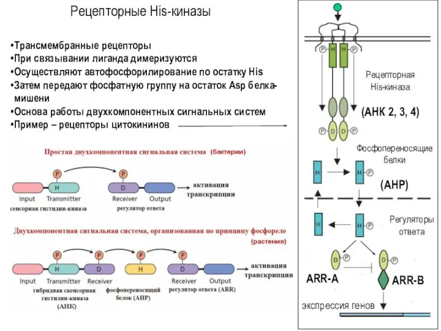 Рецепторные His-киназы Трансмембранные рецепторы При связывании лиганда димеризуются Осуществляют автофосфорилирование