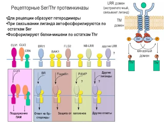 Рецепторные Ser/Thr протеинкиназы киназный домен ТМ домен LRR домен (экстраклеточный,