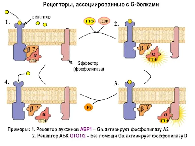 Рецепторы, ассоциированные с G-белками Примеры: 1. Рецептор ауксинов АВР1 –