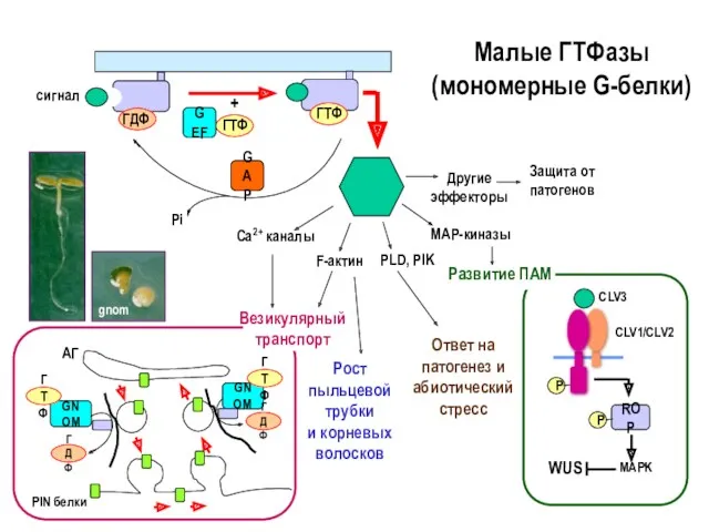 Малые ГТФазы (мономерные G-белки) ГДФ ГТФ ГТФ + GAP сигнал