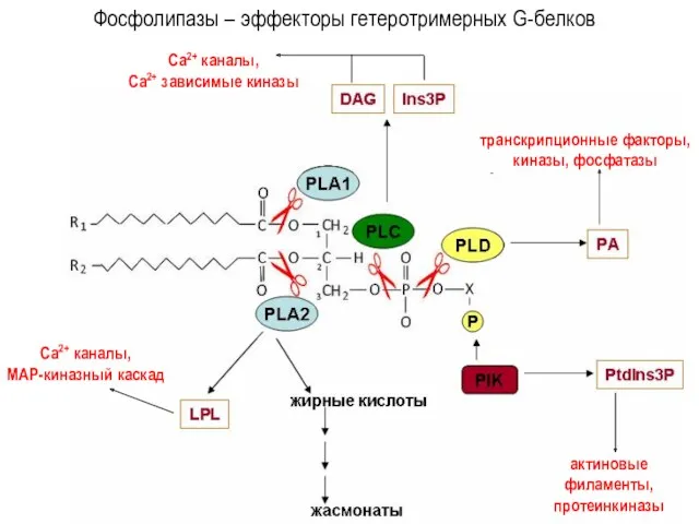 Фосфолипазы – эффекторы гетеротримерных G-белков Са2+ каналы, МАР-киназный каскад Са2+
