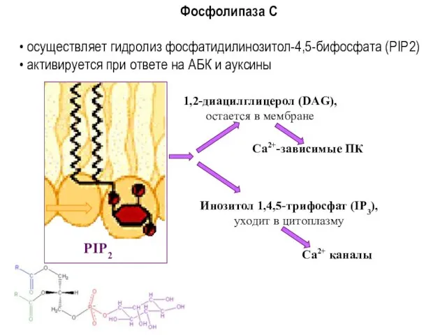1,2-диацилглицерол (DAG), остается в мембране Ca2+-зависимые ПК Инозитол 1,4,5-трифосфат (IP3),